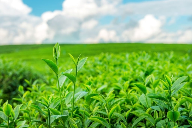 Tra-xanh-Sencha-Kanes.jpg